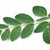 LE MORINGA - GreenVitality